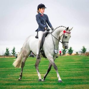 All Rounder Stunning full height Champion Riding Pony 
