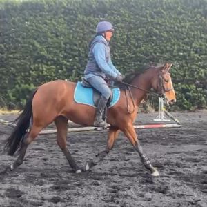 Sporthorse mare 4yo 150cm