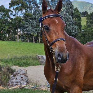 Stunning Hunter Pony