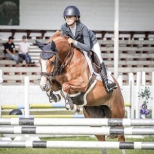 Horse for sale: All Rounder Full Height Pony