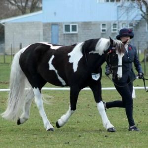 Stunning young mare