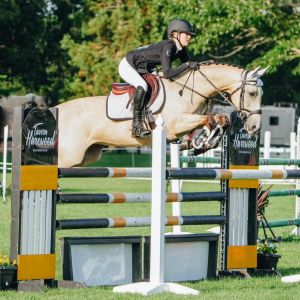 Horse for sale: Larabelle Outstanding PGP pony