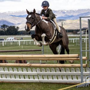 Oreo Bombproof 144cm Exceptional Show Hunter and Jumping Pony 