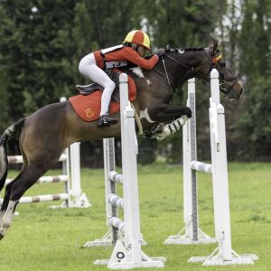 Talented Bombproof 144cm Show Hunter and Jumping Pony 