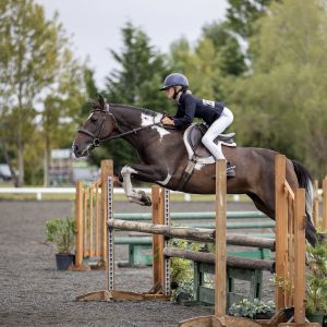 Talented Bombproof 144cm Show Hunter and Jumping Pony 