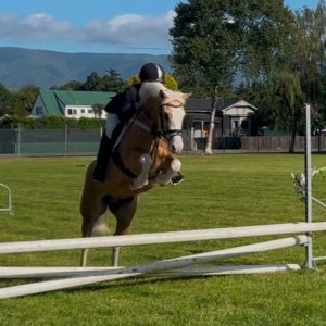 Stunning Cat A SH/Allrounder Gelding