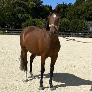 Spunky warmblood pony mare