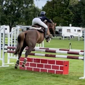 Horse for sale: Super cute 🥰 and talented