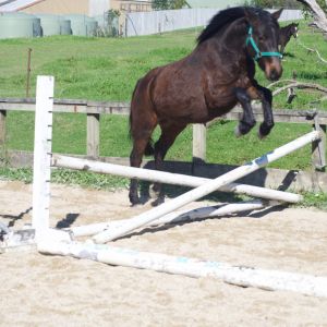 CRACKER FUTURE SJ/EVENTING PONY