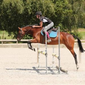 Outstanding Saddle Hunter - Windermere Memory Lane