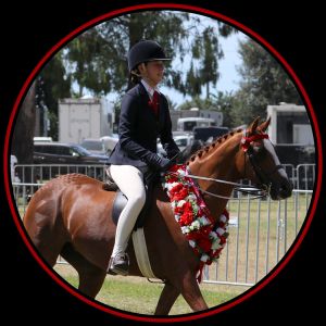 Fabulous Show Pony - Windermere Gems Twist