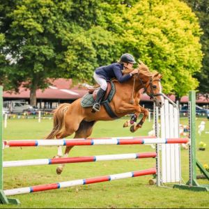 Horse for sale: Competitive fun talented pony