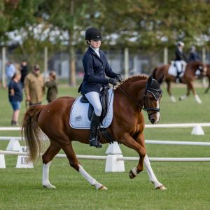 Mr Consistent Pony