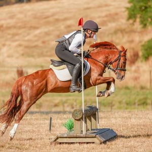 Versatile Pony Mare