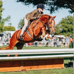 Awesome Cat A Show Hunter & Hunting Pony