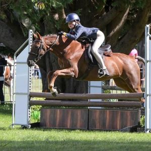 Super Jumping and dressage pony