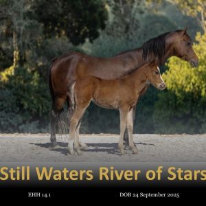 Still Waters River of Stars 