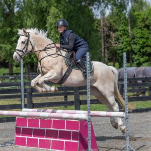 Experienced all-rounder and reliable pony club mount 