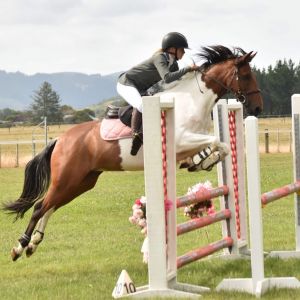 Malachi (“Pickle”) – 12yo Full-Height Bush Pony