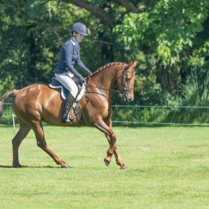 Super genuine all rounder pony