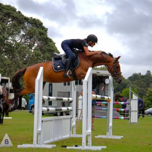 Pony with exciting potential!