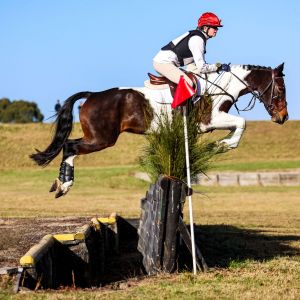 Highly Competitive Jumping Pony