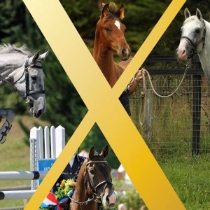 Xtreme Sport Horses